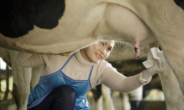 Cùng Cô Gái Hà Lan nuôi con khỏe từ sữa tươi không dư lượng kháng sinh